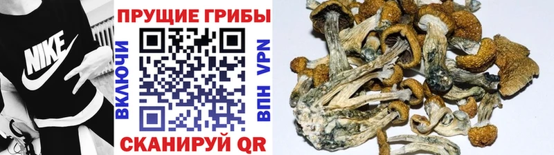 купить Печора гидра ТОР Псилоцибиновые грибы прущие грибы